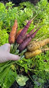 Glow Stix Moonrise Mix – Carrot Seed