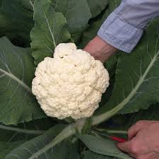 Song TJS-65 – Cauliflower Seed