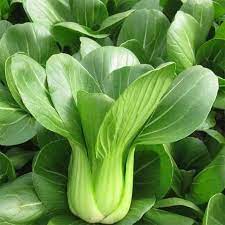 Cabbage, Chinese- Pak Choi - Cantong