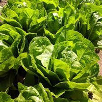 Lettuce- Parris Island Cos 25g