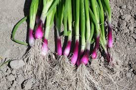 Bunching Onion- Red
