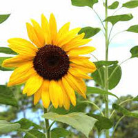 Sunflower- Classic Gold F1