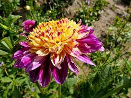 Anemone Dahlia Flower Seeds for Planting – Heirloom and Non-GMO garden seeds