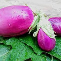 Eggplant- Rosita