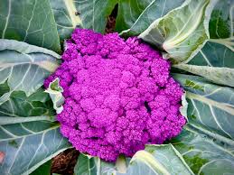 Purple Moon – Cauliflower Seed