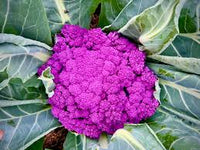 Purple Moon – Cauliflower Seed