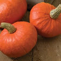 Sunshine – Treated Kabocha Squash Seed