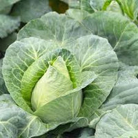 Caraflex – Cabbage Seed
