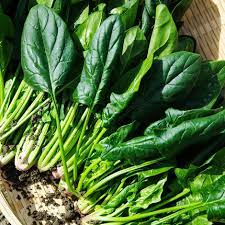 Spinach Italian Matador Vegetable Seeds