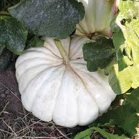 Flat Stacker – Pumpkin Seed