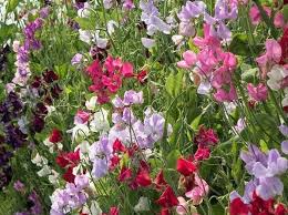 Sweetpea- Mammoth Choice Mix