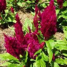 Sunday Cherry – Celosia Seed