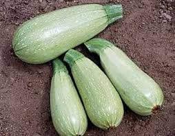Magda – Zucchini Squash Seed