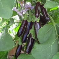 Eggplant- Early Long Purple