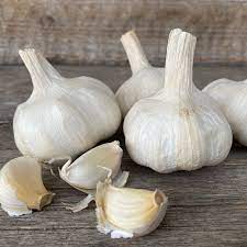 Garlic- White Crookneck ()