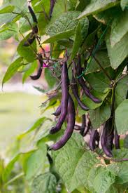 Dwarf Beans Purple Queen Vegetable Seeds