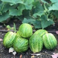 Richmond Green Cucumber Vegetable Seeds for Planting – Heirloom & Non-GMO Seeds – Crisp & Productive