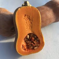 Honeynut – Organic Butternut Squash Seed