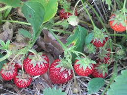 Seascape – Strawberry Plants Seeds