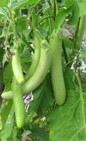 Eggplant- Thai Long Green
