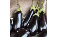 Gaudi – Organic Eggplant Seed