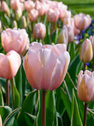 Sweet Impression – Tulip