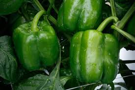 Procraft – Bell Pepper Seed