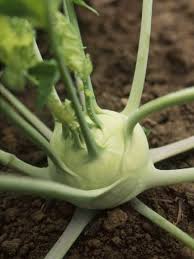 Quickstar – Kohlrabi Seed