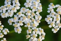The Pearl – Yarrow Seed