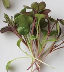 Kale, Kalefetti Mix – Organic Microgreen Seed