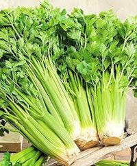Celery Imported Tall Utah Vegetable Seeds