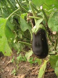 Nadia – Eggplant Seed