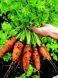 Caracas – Carrot Seed
