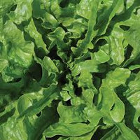 Lettuce- Oakleaf Green