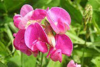 Sweetpea- Solstice Rose