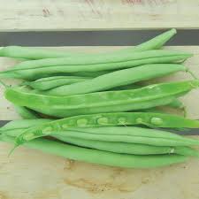 Provider – Bean Seed