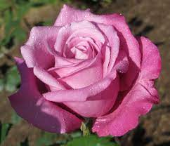 Fragrant Plum Grandiflora Rose