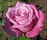 Fragrant Plum Grandiflora Rose