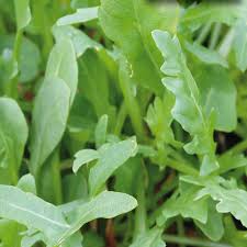 Nemesis – Wild Arugula Seed
