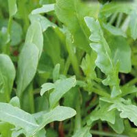 Nemesis – Wild Arugula Seed