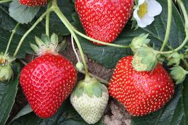 Seascape – Strawberry Plants Seeds