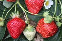 Seascape – Strawberry Plants Seeds