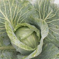 Storage No. 4 – Cabbage Seed