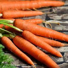 Carrot Nantes Organic Vegetable Seeds