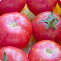 Pink Bumble Bee – Organic Tomato Seed