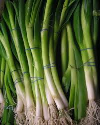 Bunching Onion- Straight Leaf