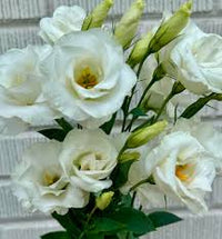Mariachi Pure White Lisianthus