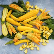 Gold Star – Yellow Summer Squash Seed