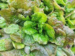 Kolibri – Organic Lettuce Seed