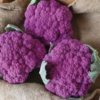 Purple Moon – Cauliflower Seed
